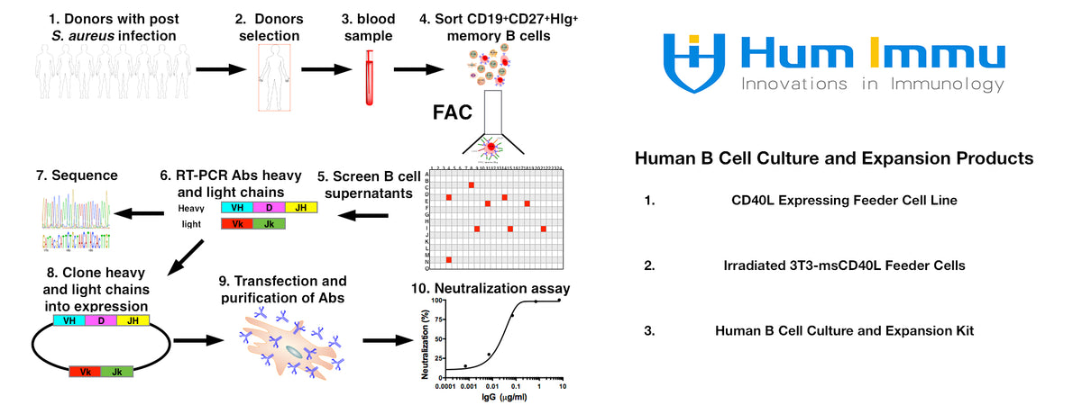 B Cell Culture And Expansion Products – Humimmu