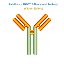 Load image into Gallery viewer, Anti-Human ANGPTL3 Monoclonal Antibody