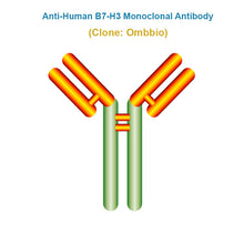 Load image into Gallery viewer, Anti-Human B7-H3 Monoclonal Antibody, Clone: Ifibio