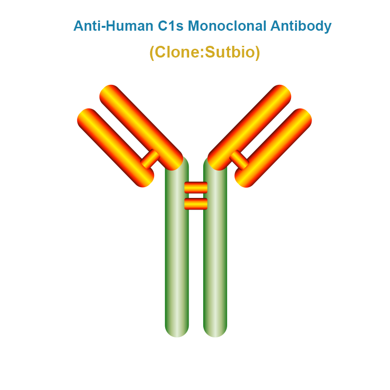 Anti-Human C1s Monoclonal Antibody