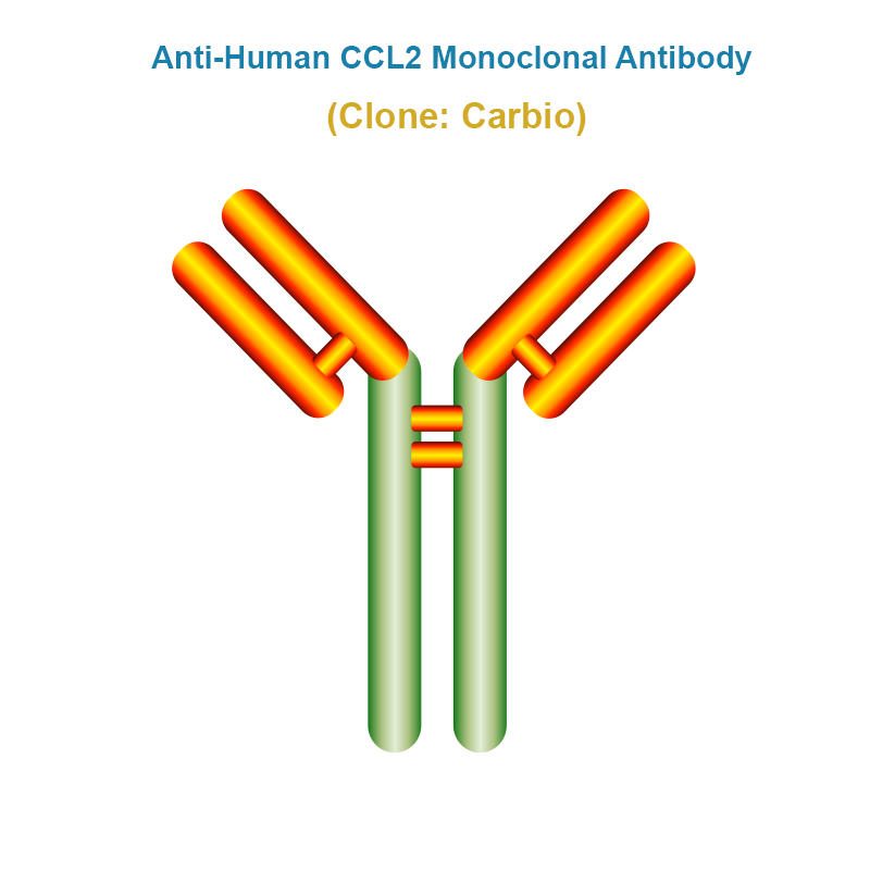 Anti-Human CCL2 Monoclonal Antibody