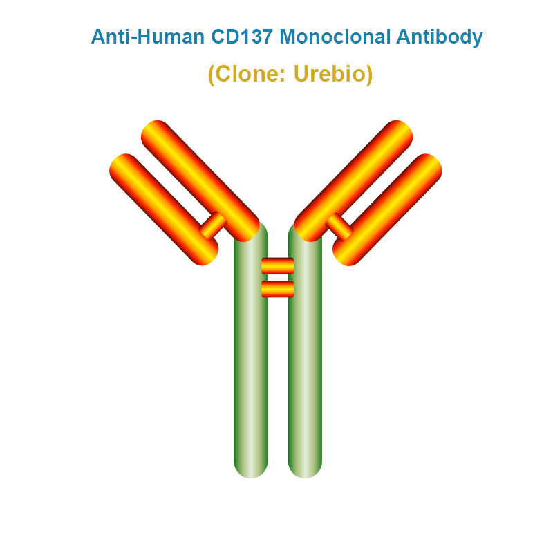 Anti-Human CD137 Monoclonal Antibody