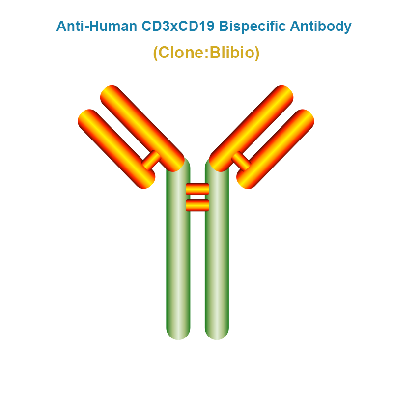Anti-Human CD3xCD19 Bispecific Antibody