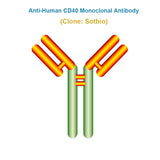 Anti-Human CD40 Monoclonal Antibody