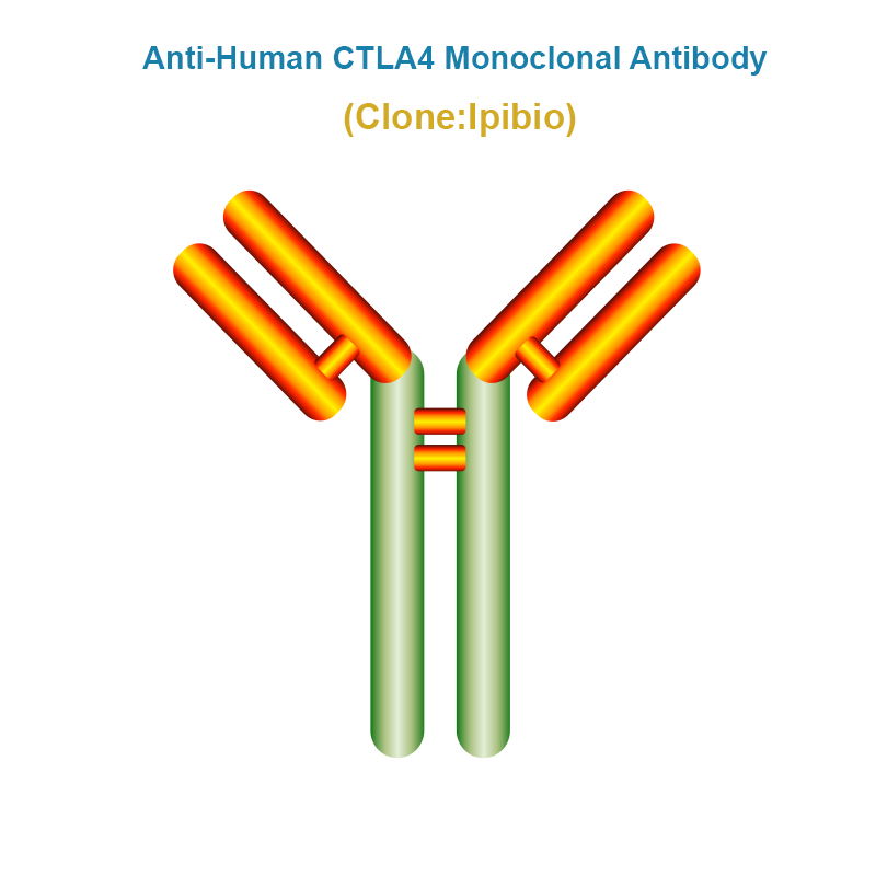 Anti-Human CTLA4 Monoclonal Antibody