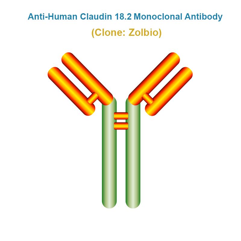 Anti-Human Claudin 18.2 Monoclonal Antibody