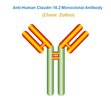 Load image into Gallery viewer, Anti-Human Claudin 18.2 Monoclonal Antibody