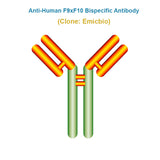 Anti-Human F9xF10 Bispecific Antibody