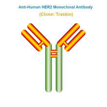 Load image into Gallery viewer, Anti-Human HER2 Monoclonal Antibody