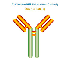 Load image into Gallery viewer, Anti-Human HER3 Monoclonal Antibody