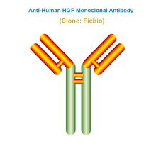 Load image into Gallery viewer, Anti-Human HGF Monoclonal Antibody