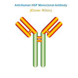 Anti-Human HGF Monoclonal Antibody