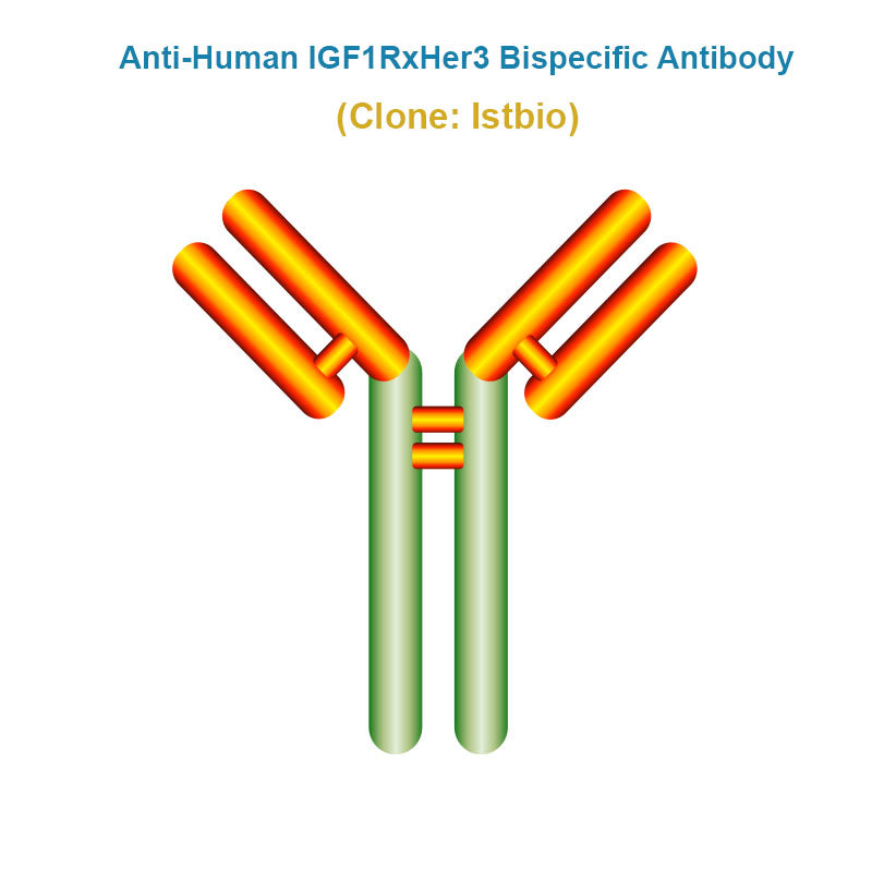 Anti-Human IGF1RxHer3 Bispecific Antibody