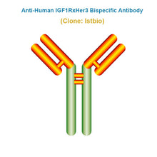 Load image into Gallery viewer, Anti-Human IGF1RxHer3 Bispecific Antibody