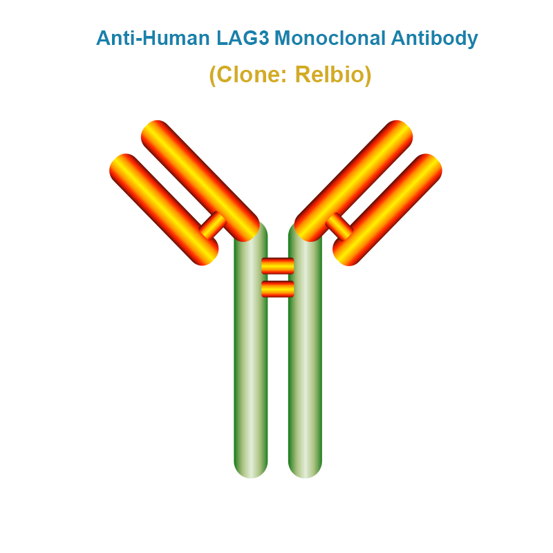 Anti-Human LAG3 Monoclonal Antibody