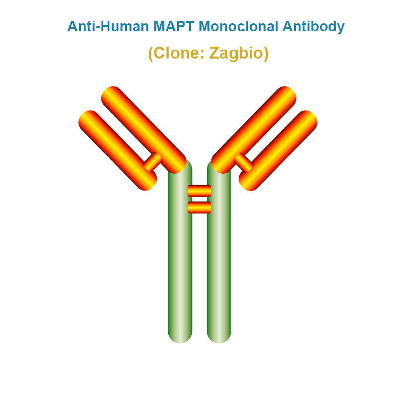 Anti-Human MAPT Monoclonal Antibody, Clone: Zagbio