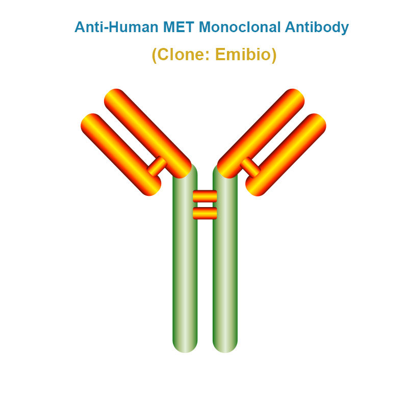 Anti-Human MET Monoclonal Antibody