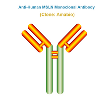 Load image into Gallery viewer, Anti-Human MSLN Monoclonal Antibody