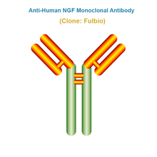 Load image into Gallery viewer, Anti-Human NGF Monoclonal Antibody