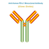 Anti-Human PD-L1 Monoclonal Antibody