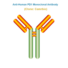 Load image into Gallery viewer, Anti-Human PD1 Monoclonal Antibody