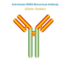 Load image into Gallery viewer, Anti-Human ROR2 Monoclonal Antibody