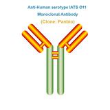 Anti-Human serotype IATS O11 Monoclonal Antibody