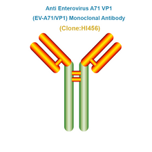 Load image into Gallery viewer, Anti Enterovirus A71 VP1 (EV-A71/VP1) Monoclonal Antibody