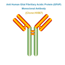 Load image into Gallery viewer, Anti Human Glial Fibrillary Acidic Protein (GFAP)  Monoclonal Antibody