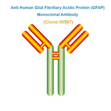 Anti Human Glial Fibrillary Acidic Protein (GFAP)  Monoclonal Antibody