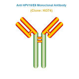 Anti Human Papillomavirus (HPV18/E6) Monoclonal Antibody