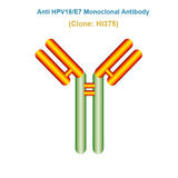 Anti Human Papillomavirus (HPV18/E7) Monoclonal Antibody