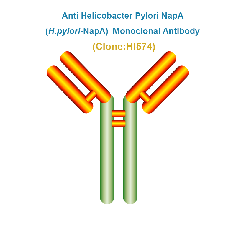 Anti Helicobacter Pylori NapA (H.pylori-NapA)  Monoclonal Antibody