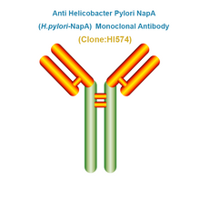 Load image into Gallery viewer, Anti Helicobacter Pylori NapA (H.pylori-NapA)  Monoclonal Antibody