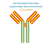 Anti Helicobacter Pylori NapA (H.pylori-NapA)  Monoclonal Antibody