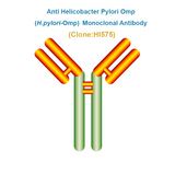 Anti Helicobacter Pylori Omp (H.pylori-NapA)  Monoclonal Antibody