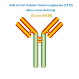 Anti Human Soluble Tumor-suppressor (hST2) Monoclonal Antibody