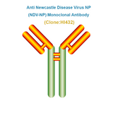 Anti Newcastle Disease Virus NP (NDV-NP) Monoclonal Antibody