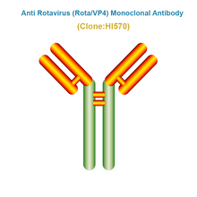 Load image into Gallery viewer, Anti Bovine Rotavirus (BRoV/VP4) Monoclonal Antibody, HI570