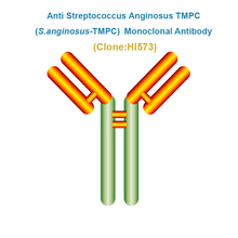 Load image into Gallery viewer, Anti Streptococcus Anginosus TMPC (S.anginosus-TMPC) Monoclonal Antibody