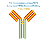 Anti Streptococcus Anginosus TMPC (S.anginosus-TMPC) Monoclonal Antibody