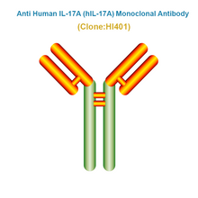 Load image into Gallery viewer, Anti Human IL-17A (hIL-17A) Monoclonal Antibody