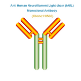 Anti Human Neurofilament Light chain (hNfL) Monoclonal Antibody