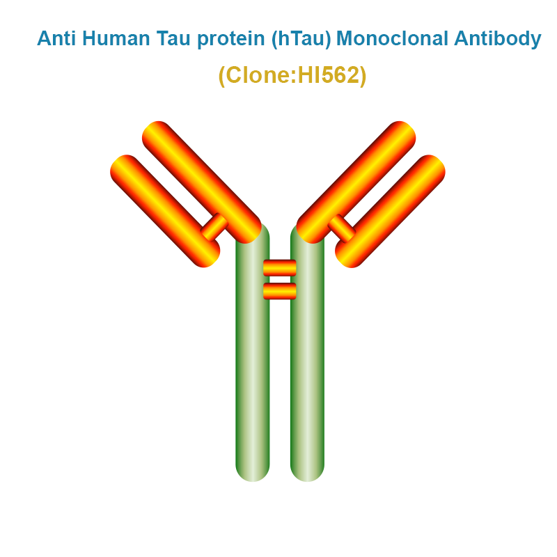 Anti Human Tau protein (hTau) Monoclonal Antibody