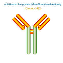 Load image into Gallery viewer, Anti Human Tau protein (hTau) Monoclonal Antibody