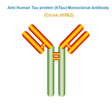 Anti Human Tau protein (hTau) Monoclonal Antibody