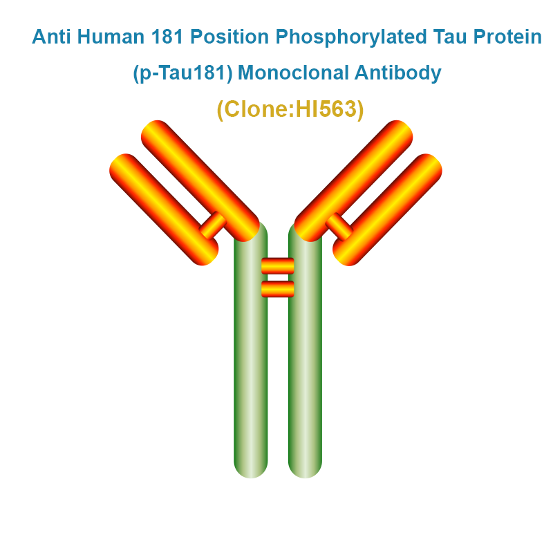 Anti Human 181 Position Phosphorylated Tau Protein (p-Tau181) Monoclonal Antibody