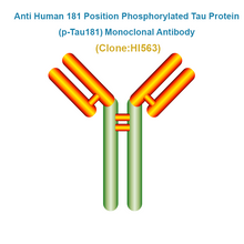 Load image into Gallery viewer, Anti Human 181 Position Phosphorylated Tau Protein (p-Tau181) Monoclonal Antibody