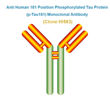 Anti Human 181 Position Phosphorylated Tau Protein (p-Tau181) Monoclonal Antibody