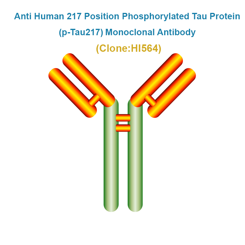 Anti Human 217 Position Phosphorylated Tau Protein (p-Tau217) Monoclonal Antibody